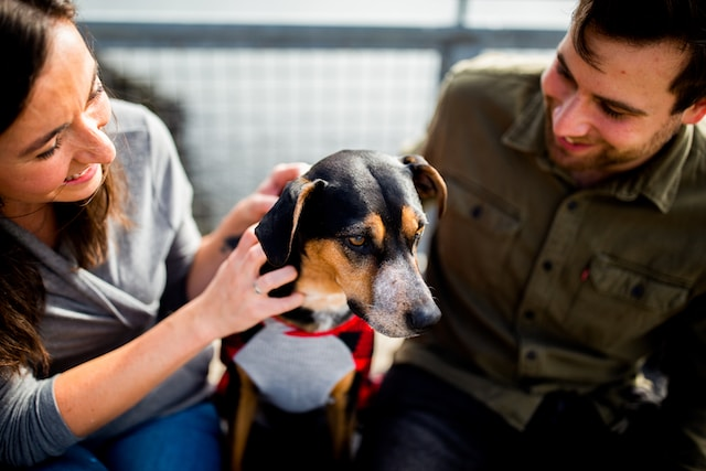 Black White Brown Short Coated Beagle