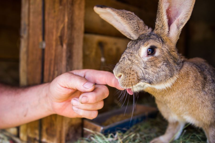 Rabbit Biting