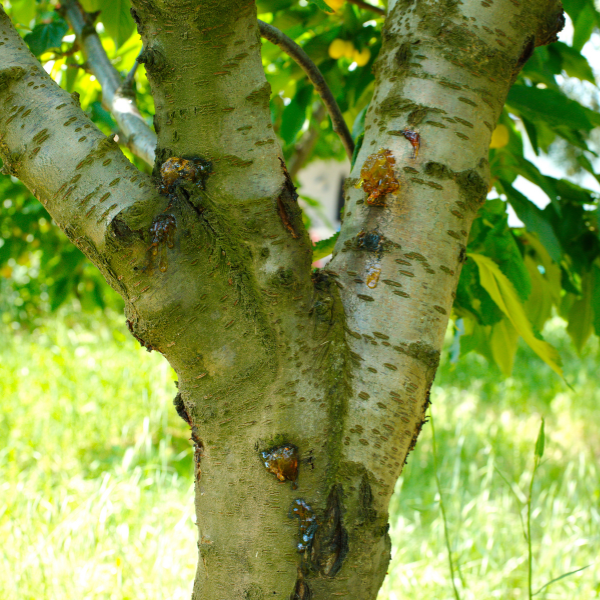 Image showing a tree affected by disease being diagnosed and treated.