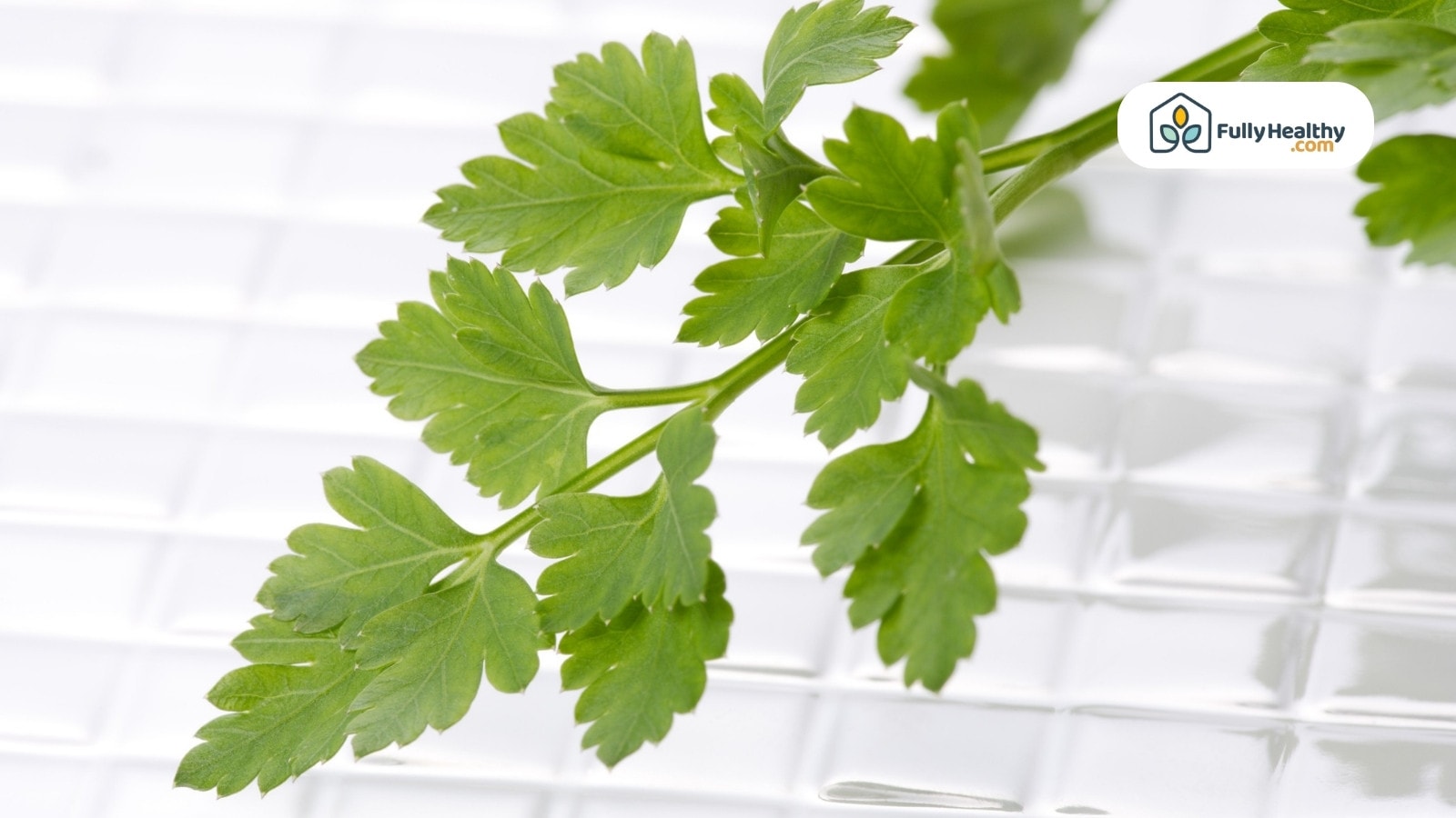 Coriander sprig on white glass tile with bright natural lighting