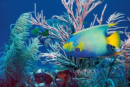 Queen Angelfish off Bonaire