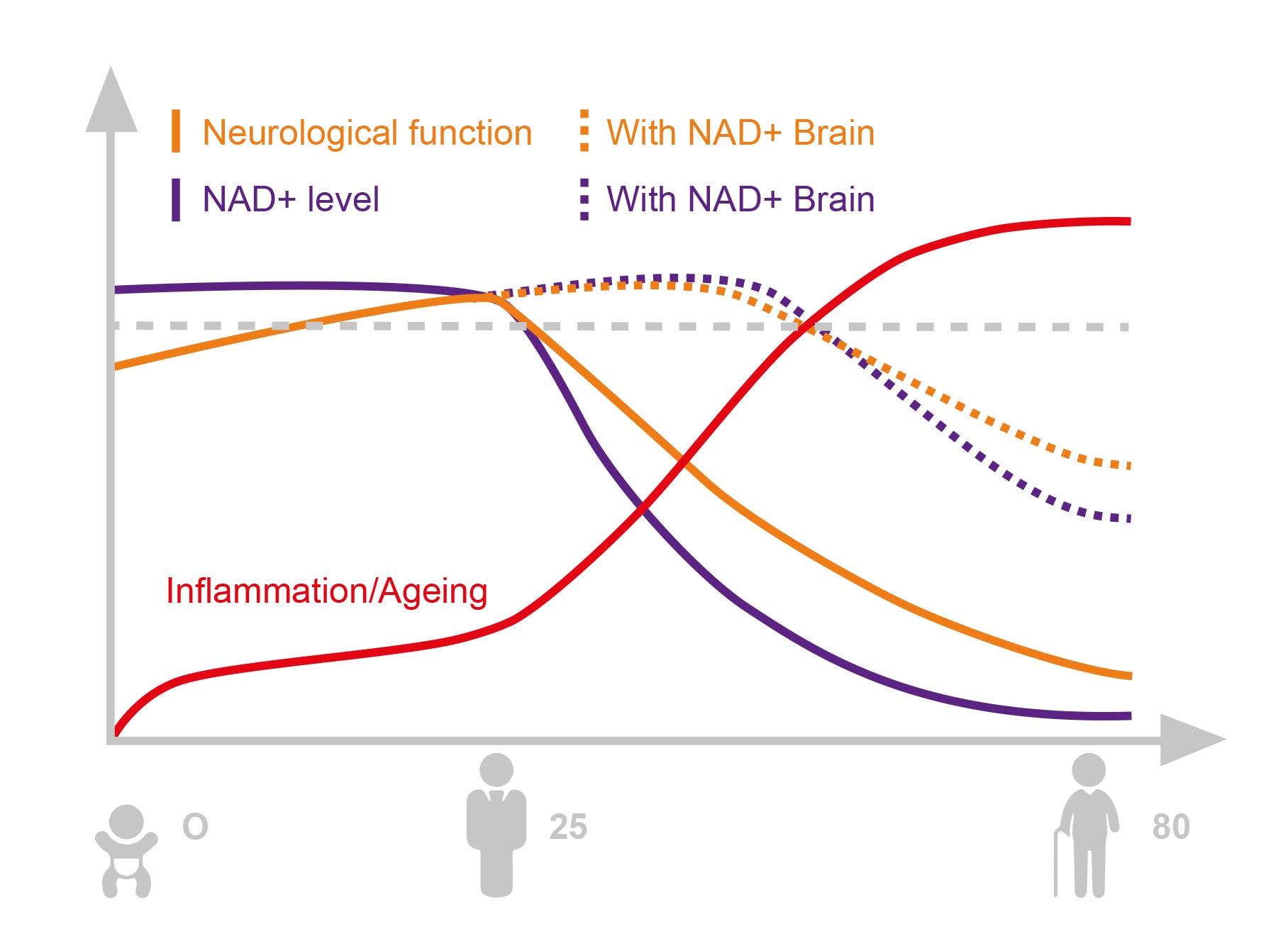 A chart illustrating the age-dependent decline of NAD+ levels across different age groups.