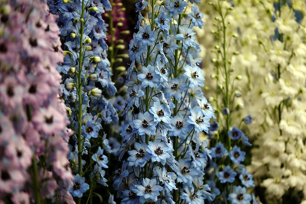 Delphinium