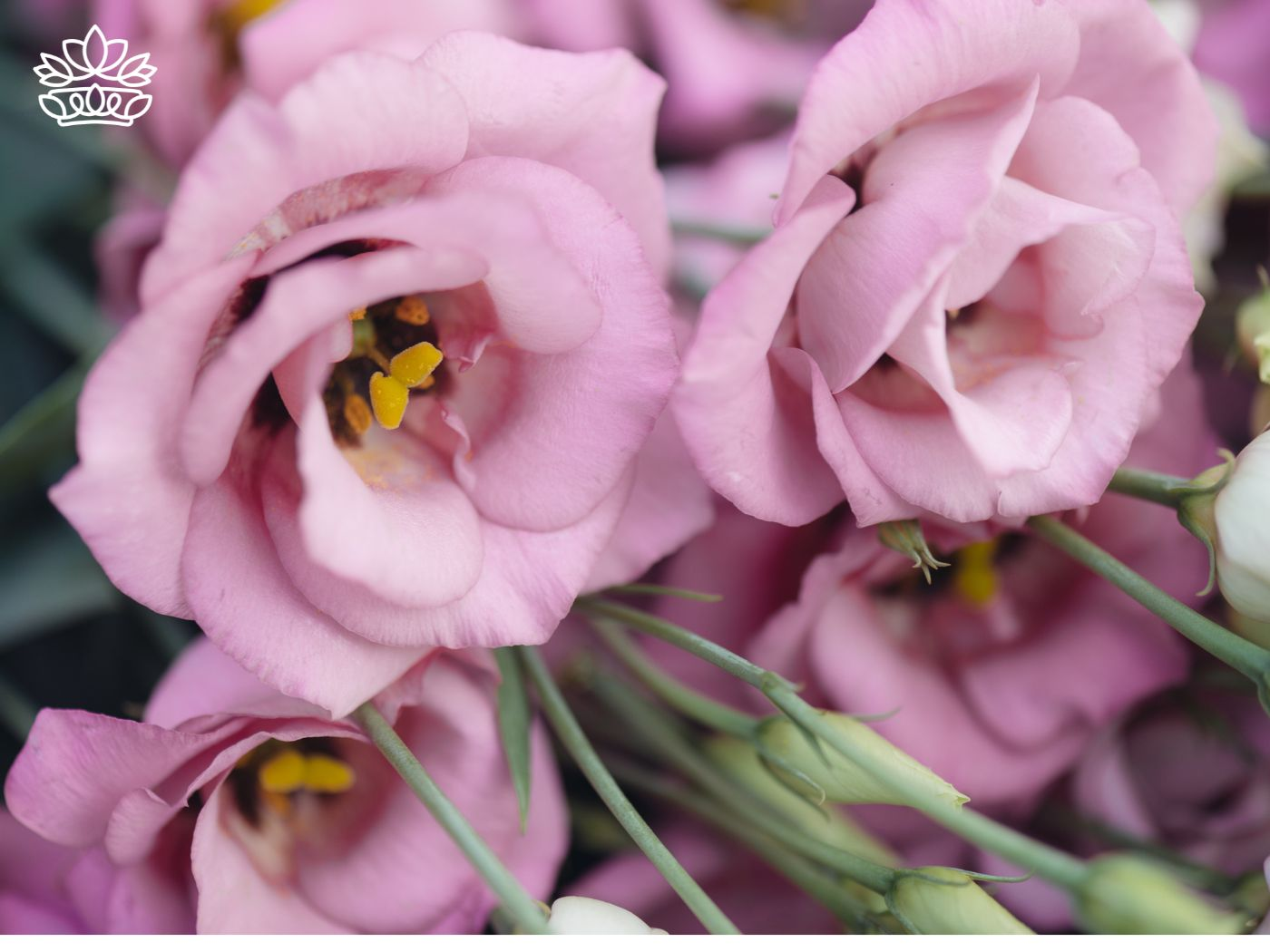 Close-up of pink lisianthus flowers with a rose-like appearance, highlighted by their soft, unfolding petals and bright yellow stamens. These flowers thrive in high humidity environments, showcasing their delicate charm. Part of the Lisianthus Collection at Fabulous Flowers and Gifts.
