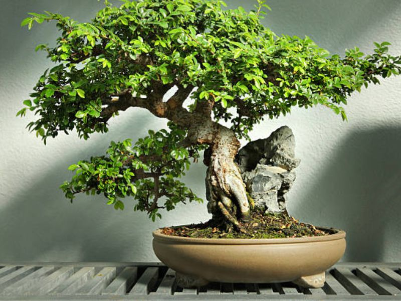 Elm bonsai trees need effective drainage while also requiring a steady supply of moisture.