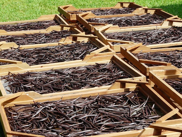 drying, vanilla beans, mauritius