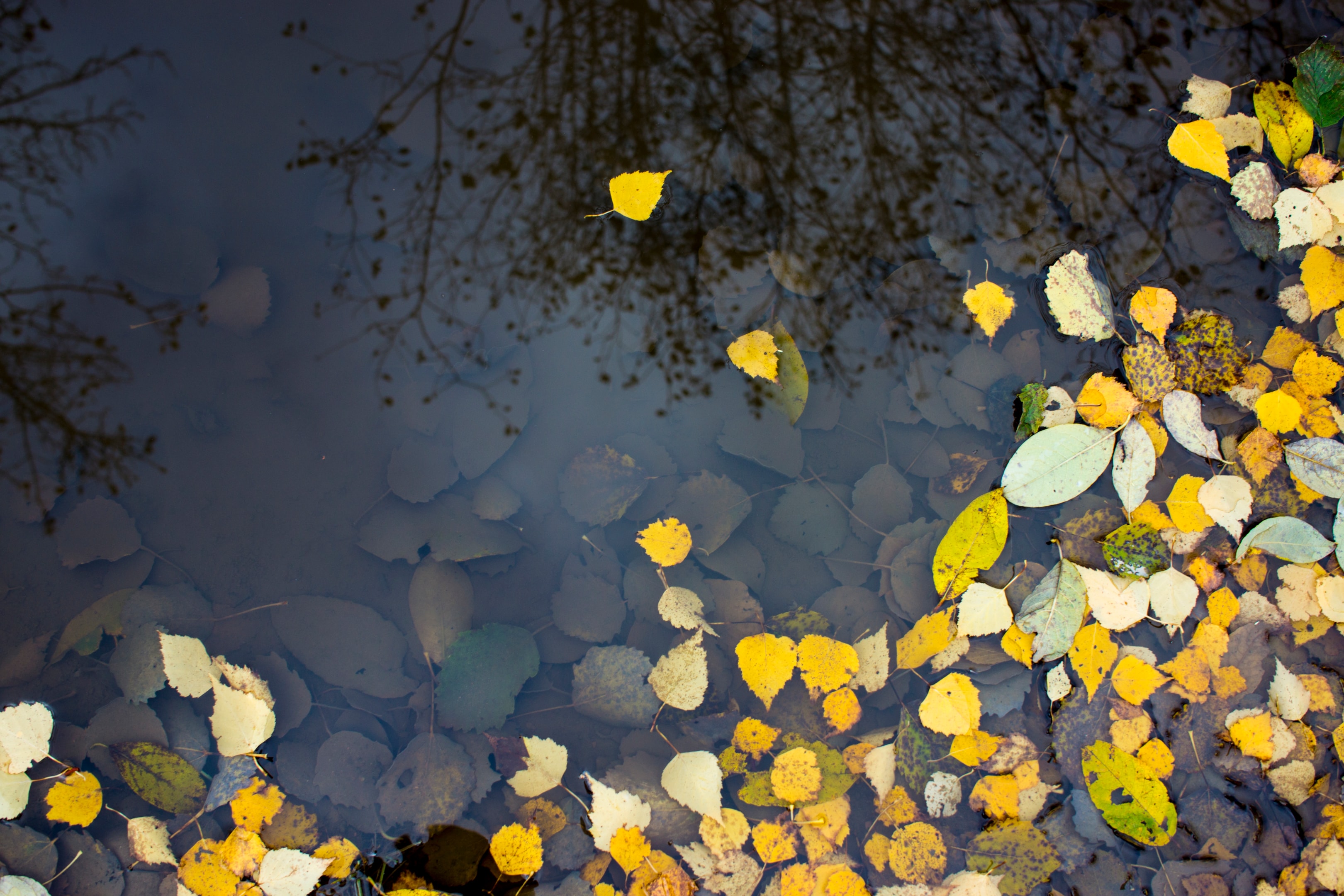 Vijver schoonmaken en bladafval verwijderen