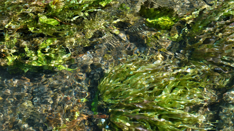 Die frischen essbaren Algen liegen an einer felsigen Küste bei Ebbe und sind Teil der vielfältigen Meeresalgenarten. Diese Algen sind eine wertvolle Nahrungsquelle, reich an Vitalstoffen und werden oft in der Küche für Gerichte wie Sushi oder Algensalat verwendet.