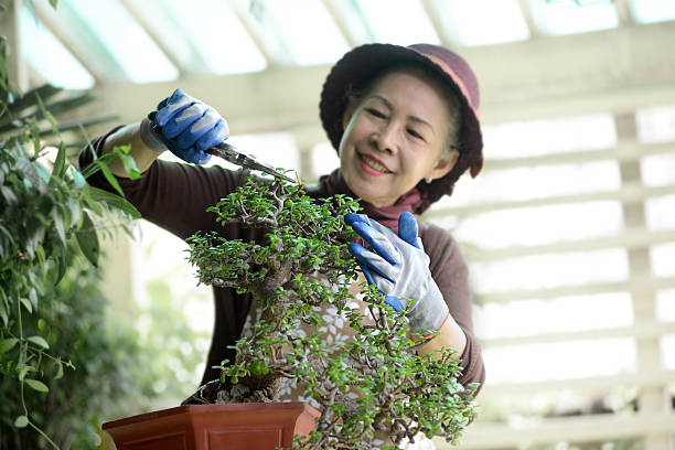 A person pruning a bonsai tree, capturing the hands-on art of bonsai care as celebrated in bonsai trees in literature.