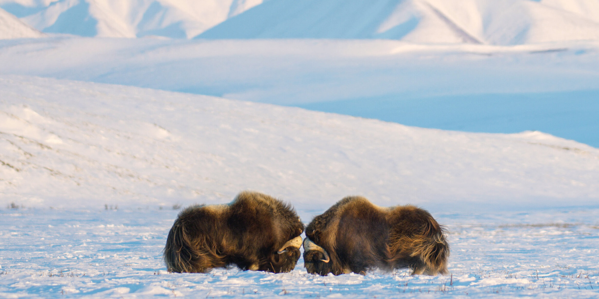 interesting animals in greenland