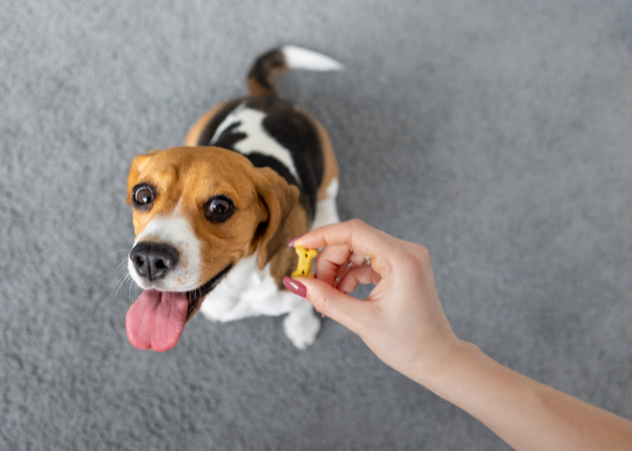A person brushing a medium sized dog in an apartment