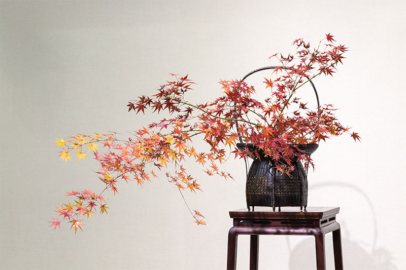 Pruning and Shaping Your Japanese Maple Tree Bonsai