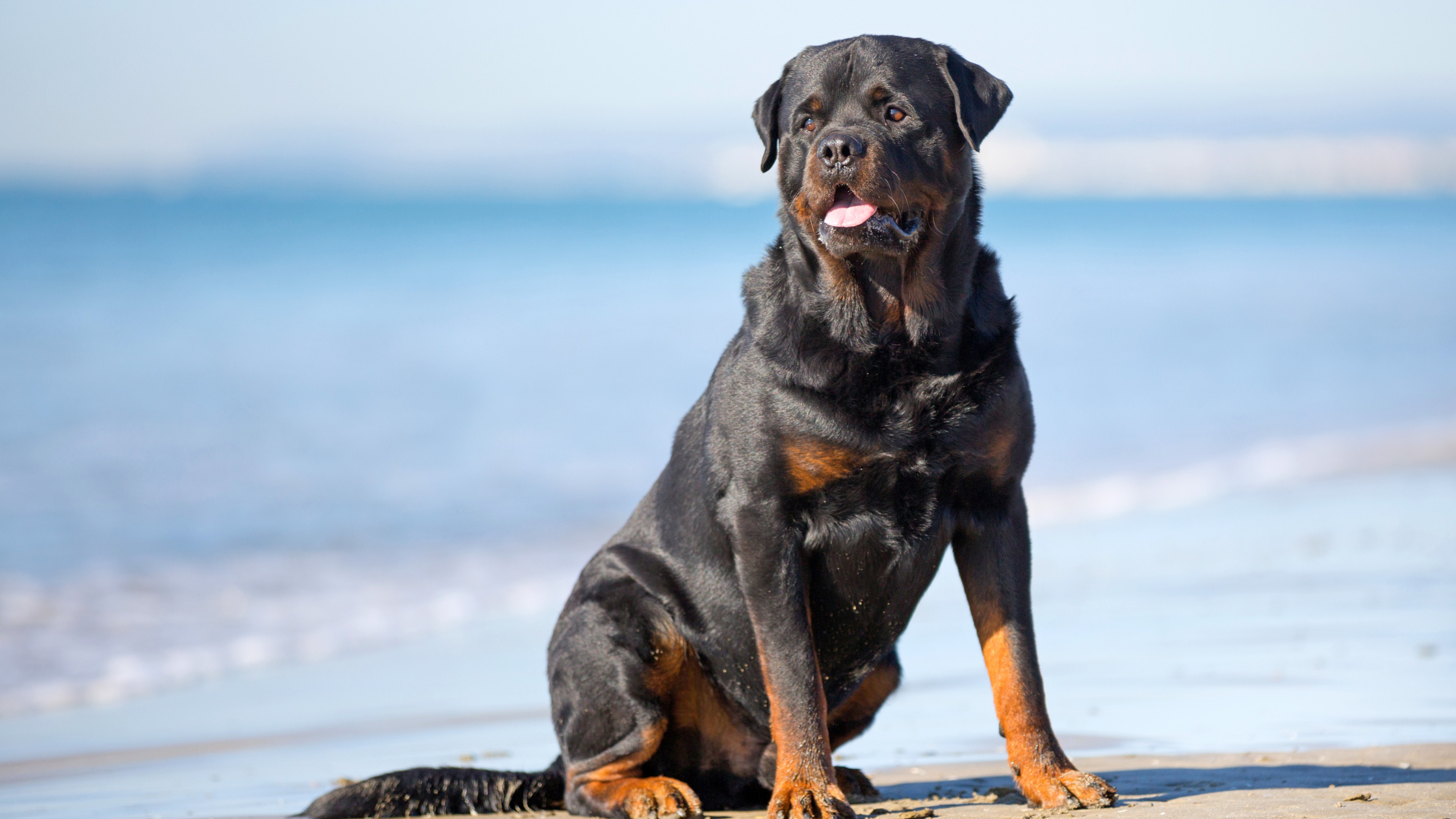 A large Rottweiler standing on beside a lake