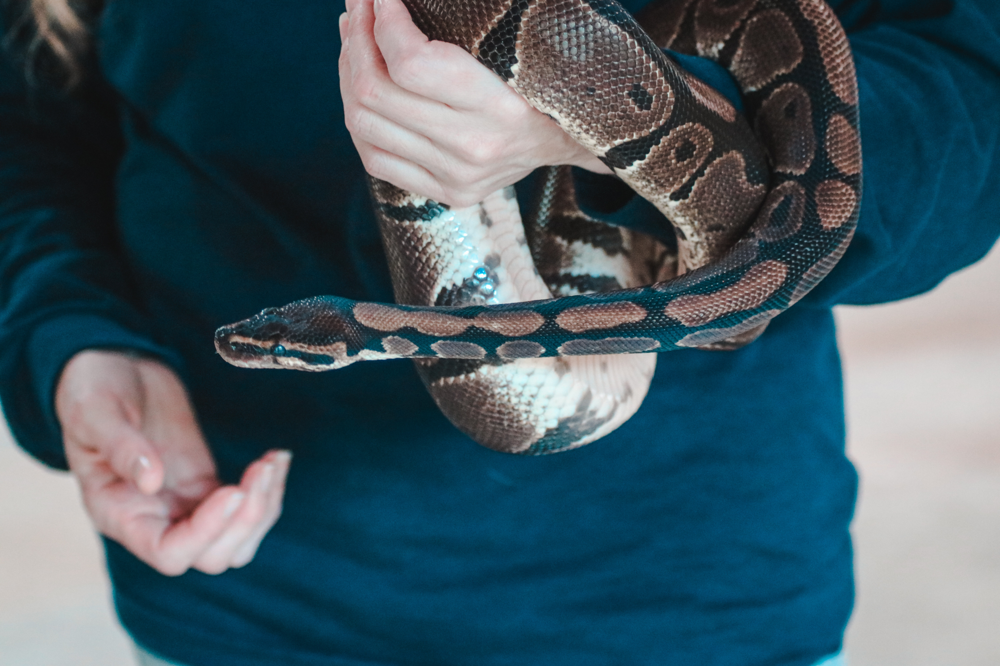 Pet owner holding a snake