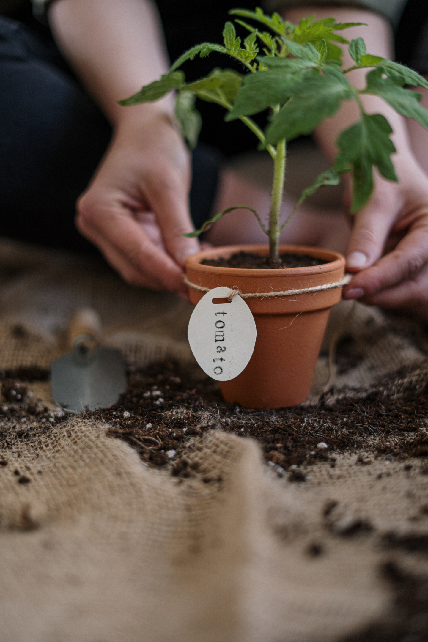 Oregano umtopfen