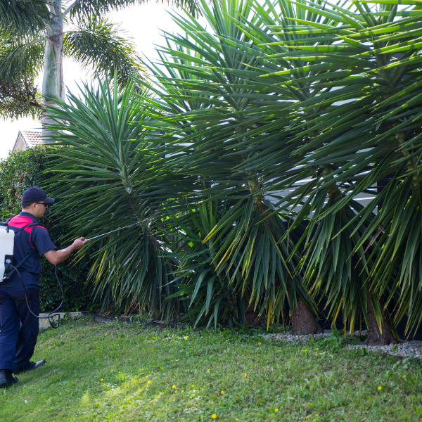 Image showing a healthy tree free from disease and pests.