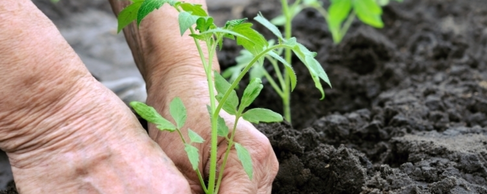 how to grow tomatoes