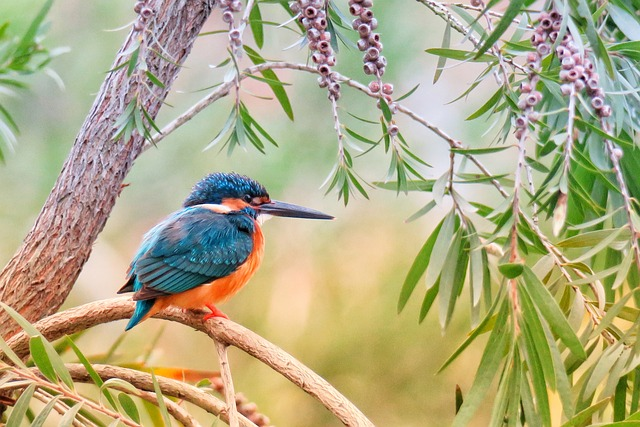 kingfisher,Birds that start with K