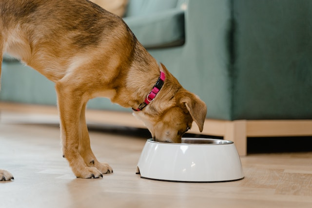 Celery safe outlet for dogs