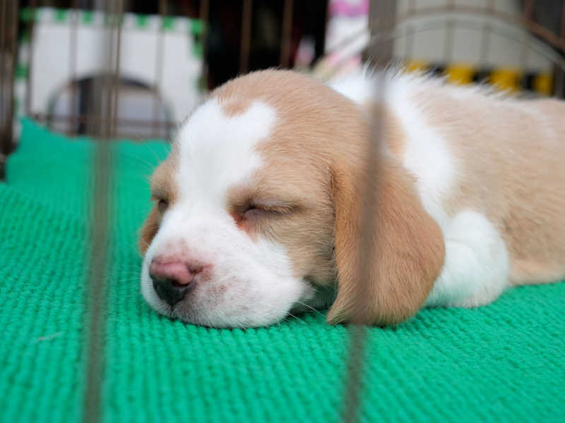 puppy sleeping in their crate
