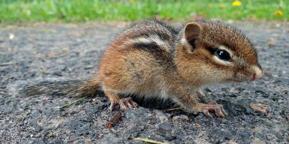 interesting animals in maryland