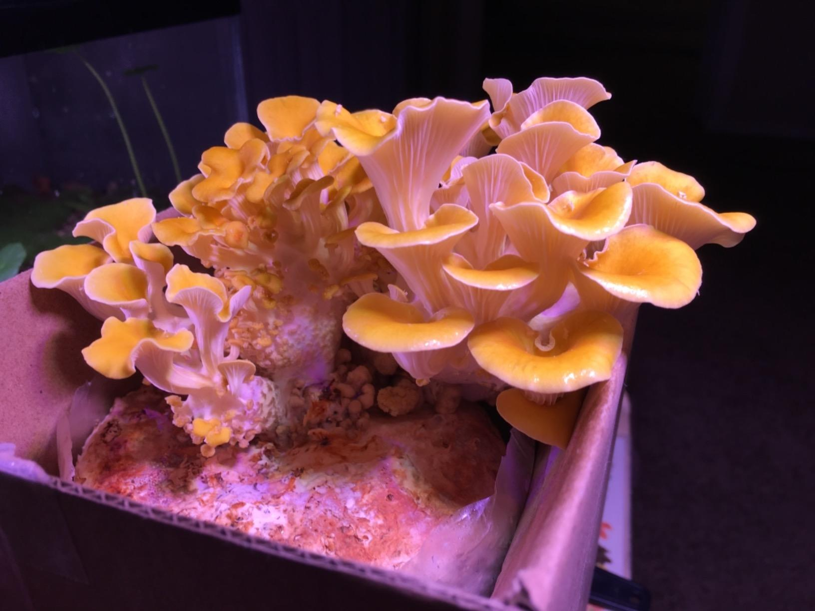 Root Mushroom Farm—Golden Oyster 