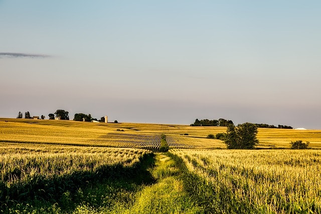 iowa, corn, field