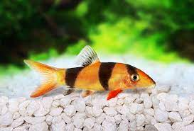 57 Clown Loach Stock Photos, Pictures & Royalty-Free Images - iStock