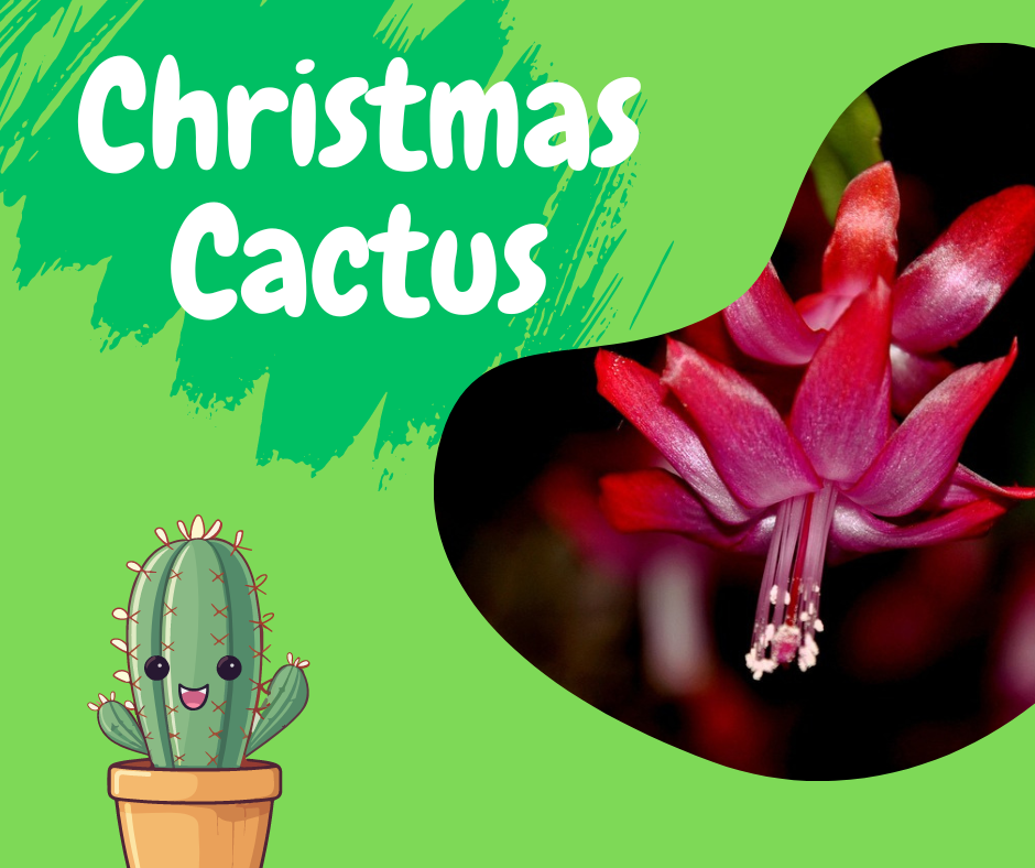 plant, leaf, nature, christmas cactus, indoor cactus