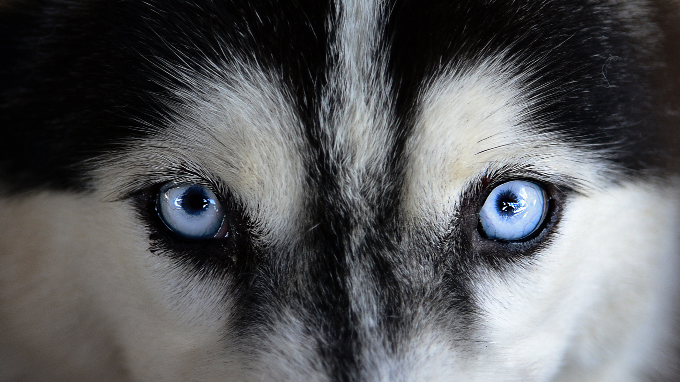 A upclose view view of the striking eyes of the Siberian Husky