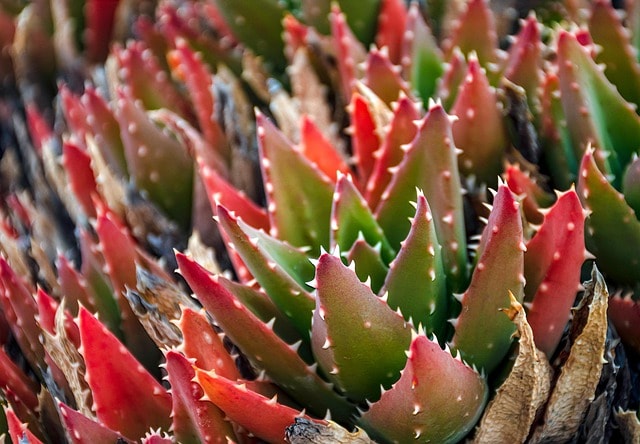 cactus, succulent, desert, drought, prickly, succulents, plants, flora, botany, growth, decoration, thorns, desert plants, pots, cactus collection, garden, houseplants, nature, close up, gentle, calming, green, green growth, potted plant, succulent flower