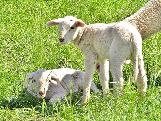 sheep, merino sheep, lambs