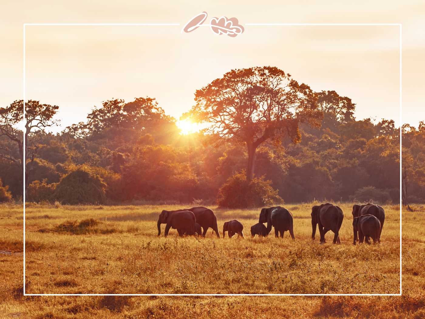 A herd of elephants grazing in a sunlit savanna, with trees and a golden sky creating a picturesque scene - Fabulous Flowers and Gifts.