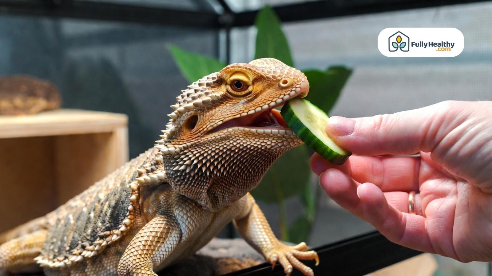 Bearded dragon being hand fed cucumber slice inside glass terrarium enclosure