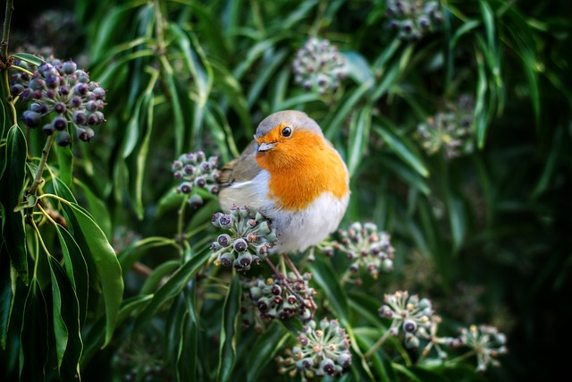 bird, european robin, robin