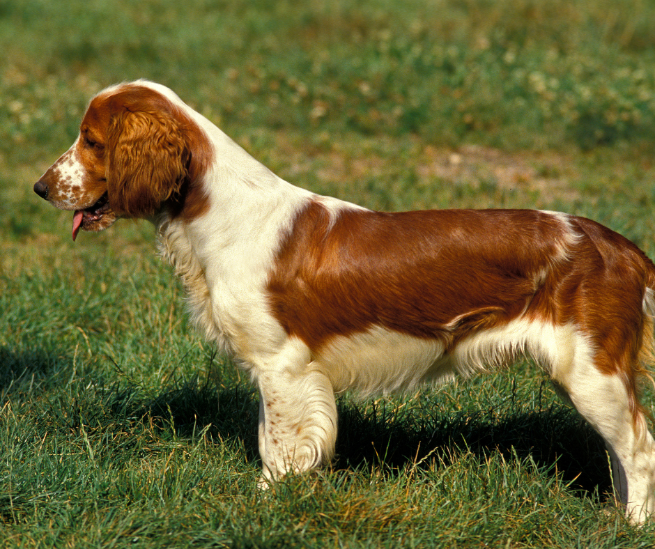 A side view of the Welsh Springer Spaniel