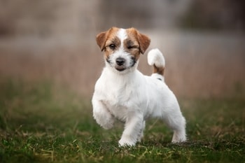 eyes excessive tearing tenderness, eye surface diseases