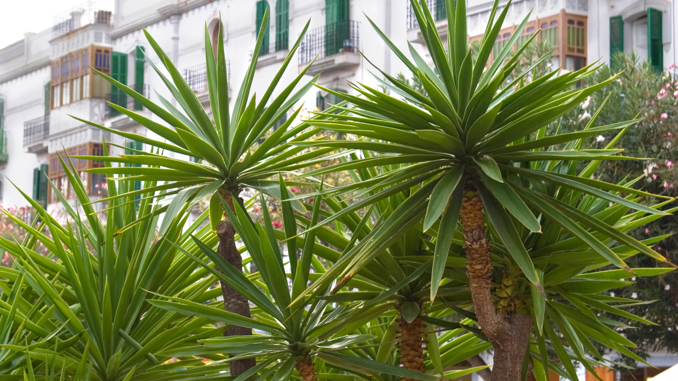 Yucca plants