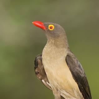 oxpecker, bird 