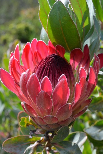 protea compacta, protea cynaroides, oleander leaf protea, red flowers, deep crimson