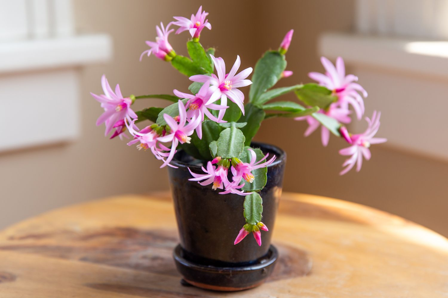 cacti, flowers