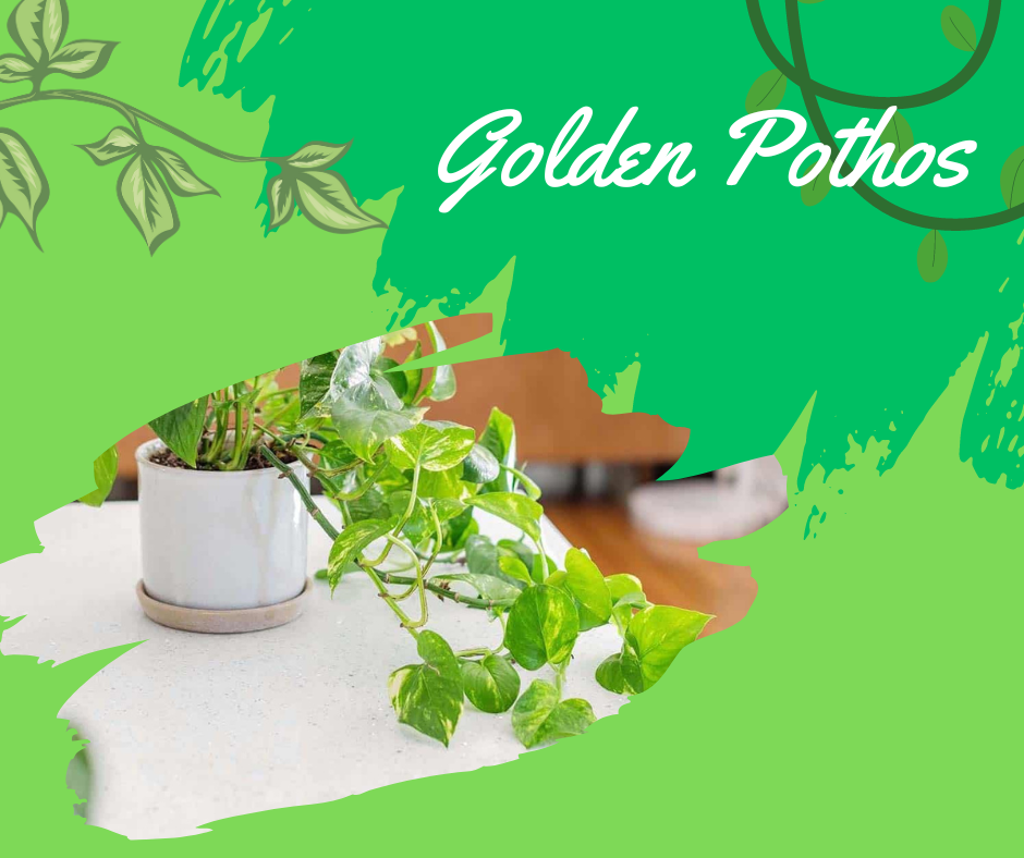 golden pothos, pothos, indoor vining plants