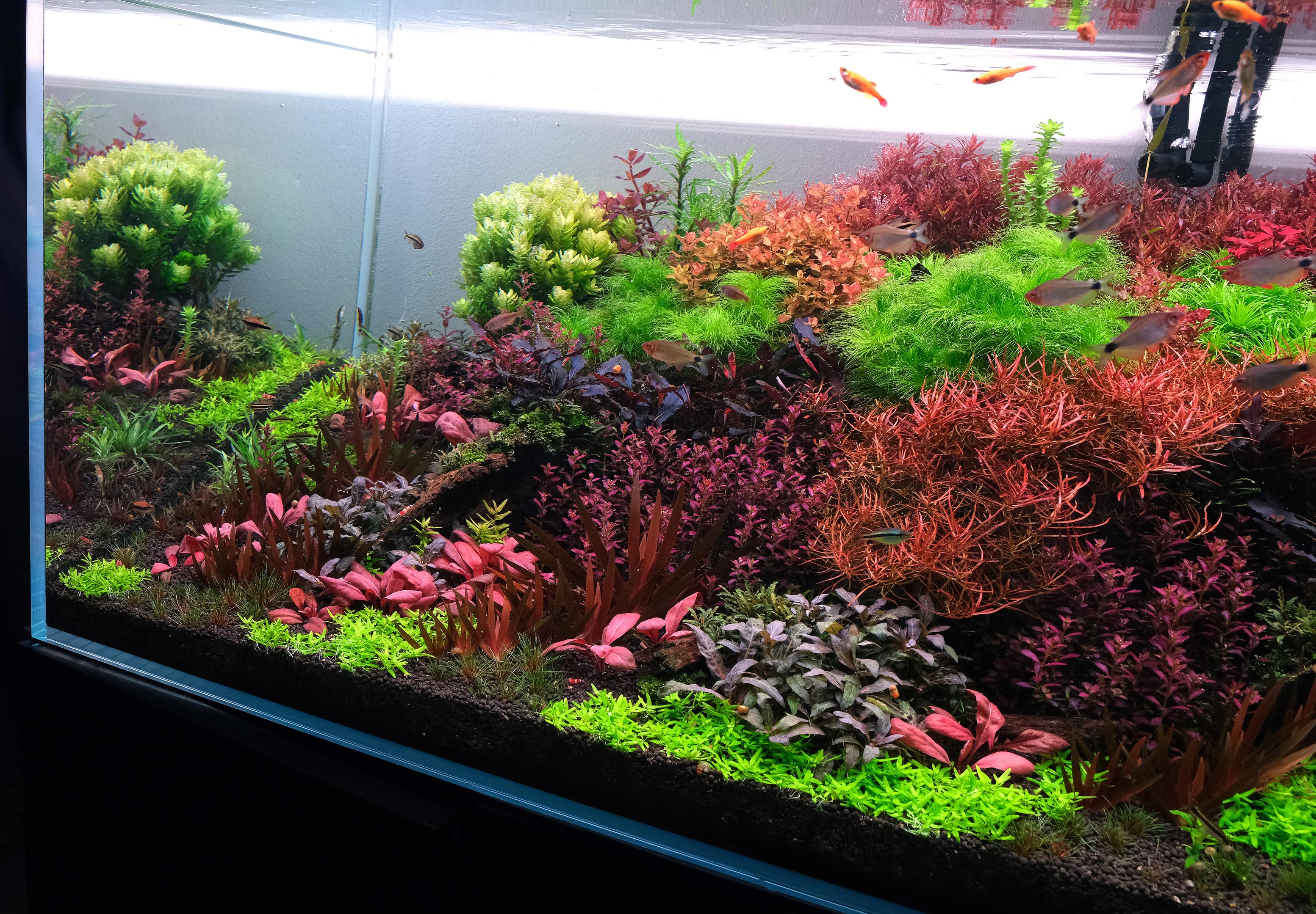 High tech planted aquarium with Xyris, Rotala 'florida' and rare plants