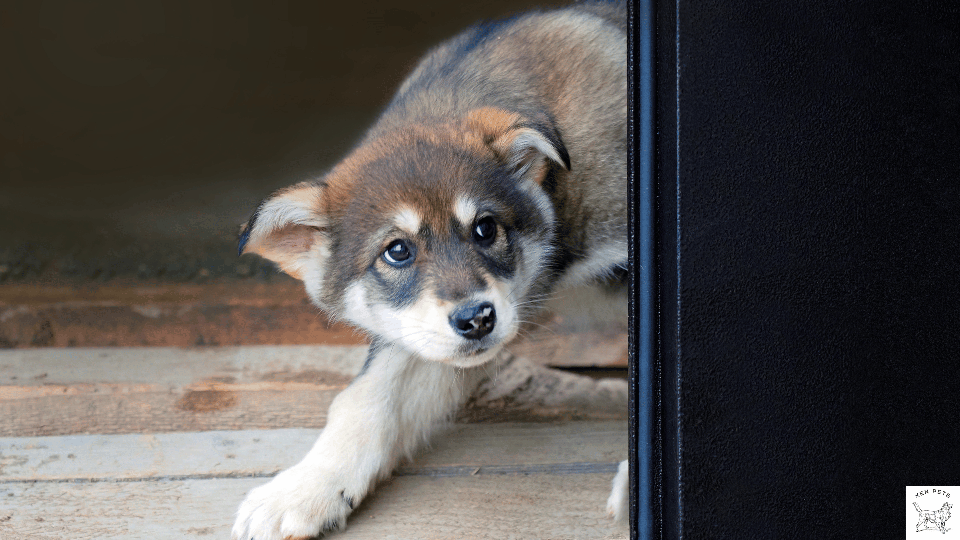 scared husky puppy