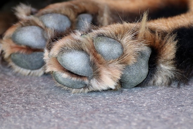 dog paw, dog, paw