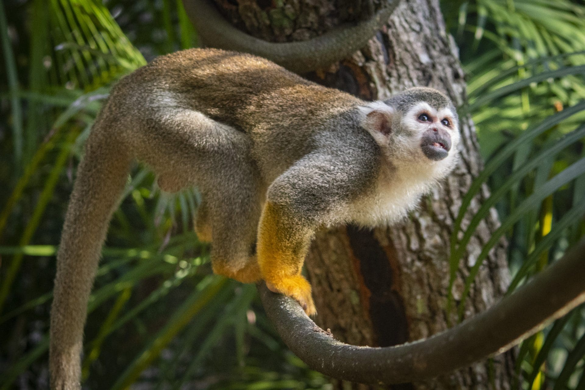 squirrel monkeys, monkeys leaping, florida's monkeys