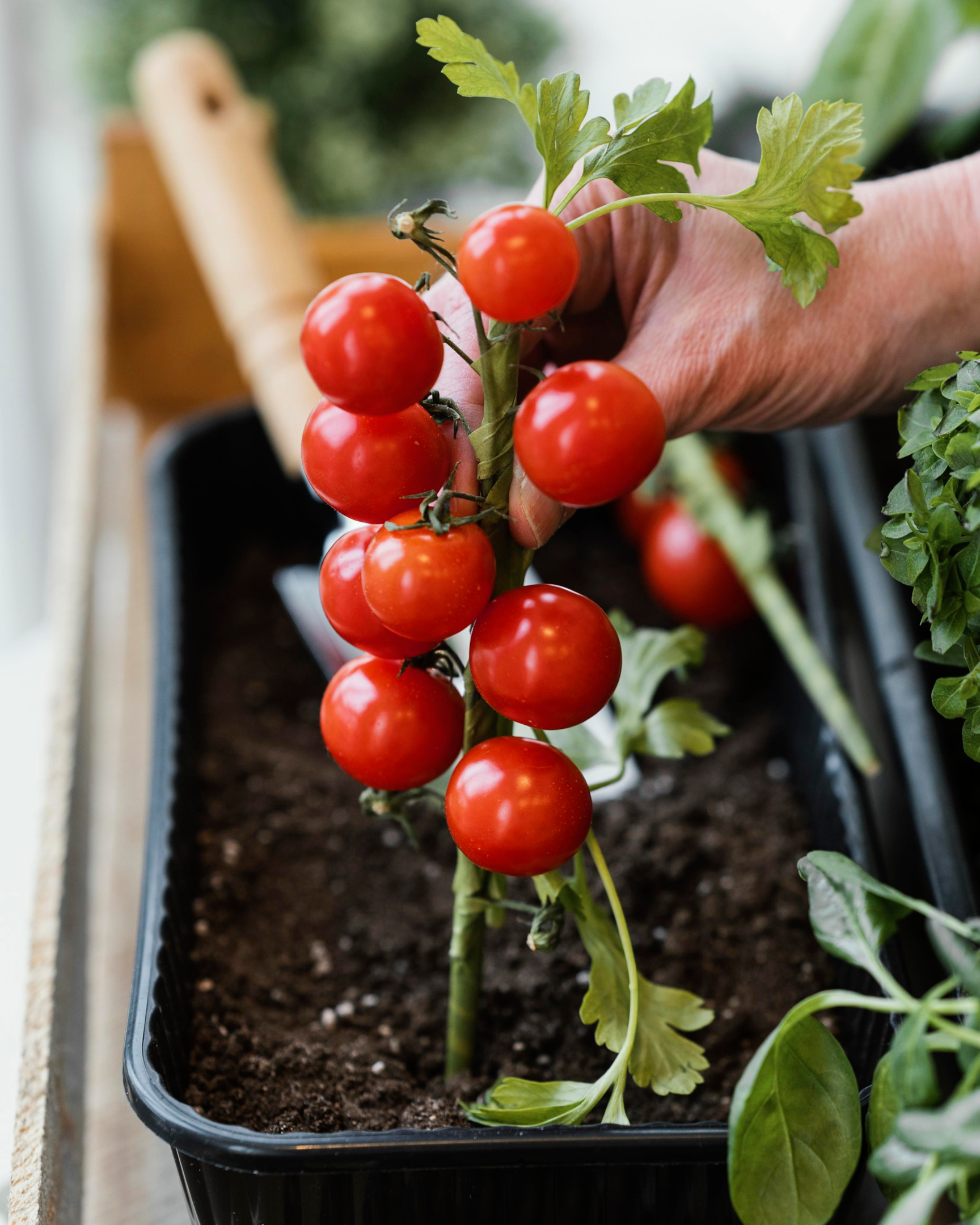 widok-z-boku-sadzenie-pomidorow-w-glebie