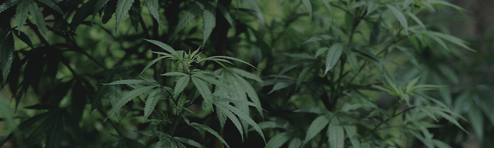 vegetative cannabis growing outdoors, marijuana plant