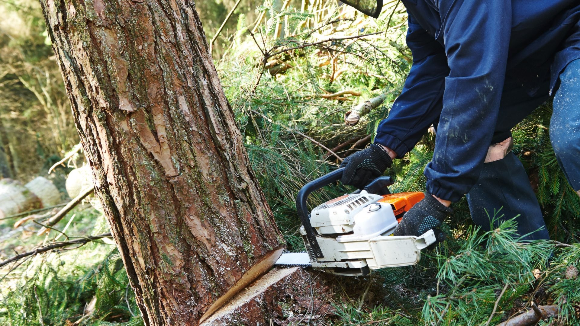 A pine tree being cut down with a chainsaw. 