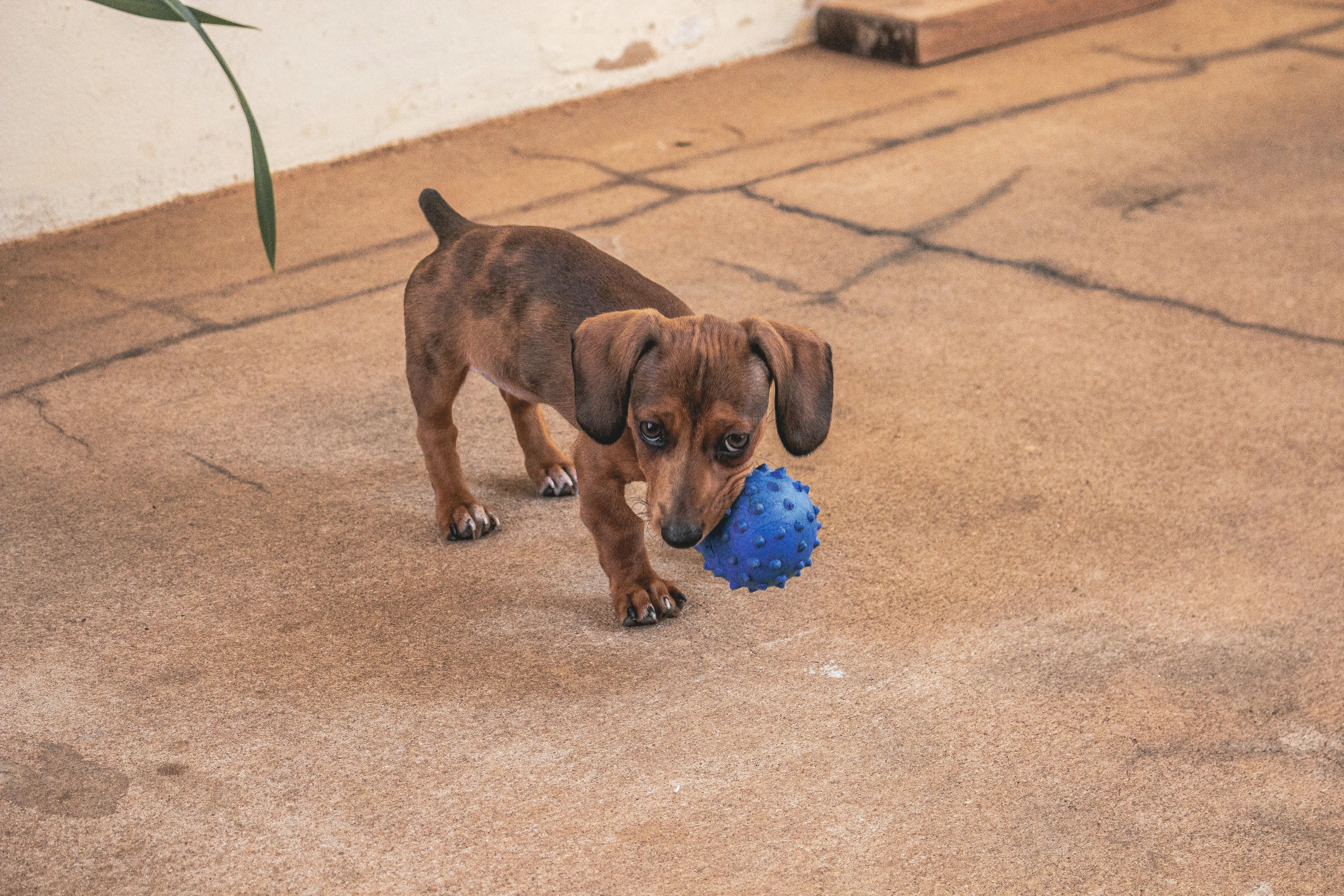 Picture of a friendly pet dog on one of the hotels on richmond rd lexington ky